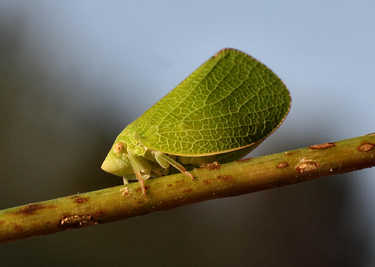  un emittero ? S, Acanalonia conica - Acanaloniidae.